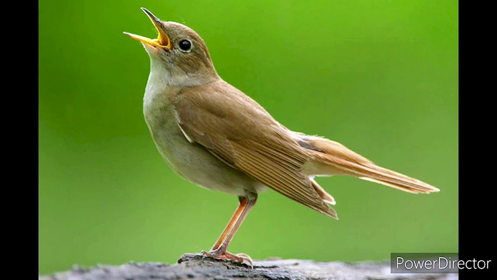 Waldsänger Singvögel
