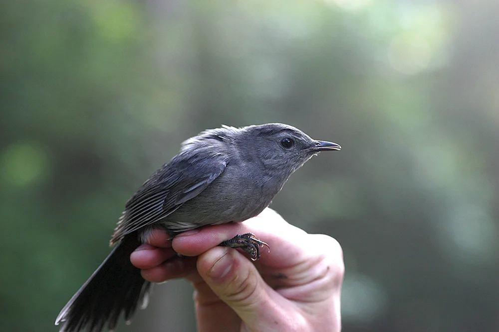 Grau. Flycatcher bird chick