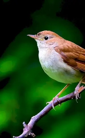 Grasmücken-Singvogel