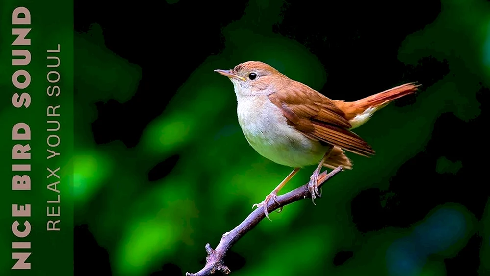 Grasmücken-Singvogel