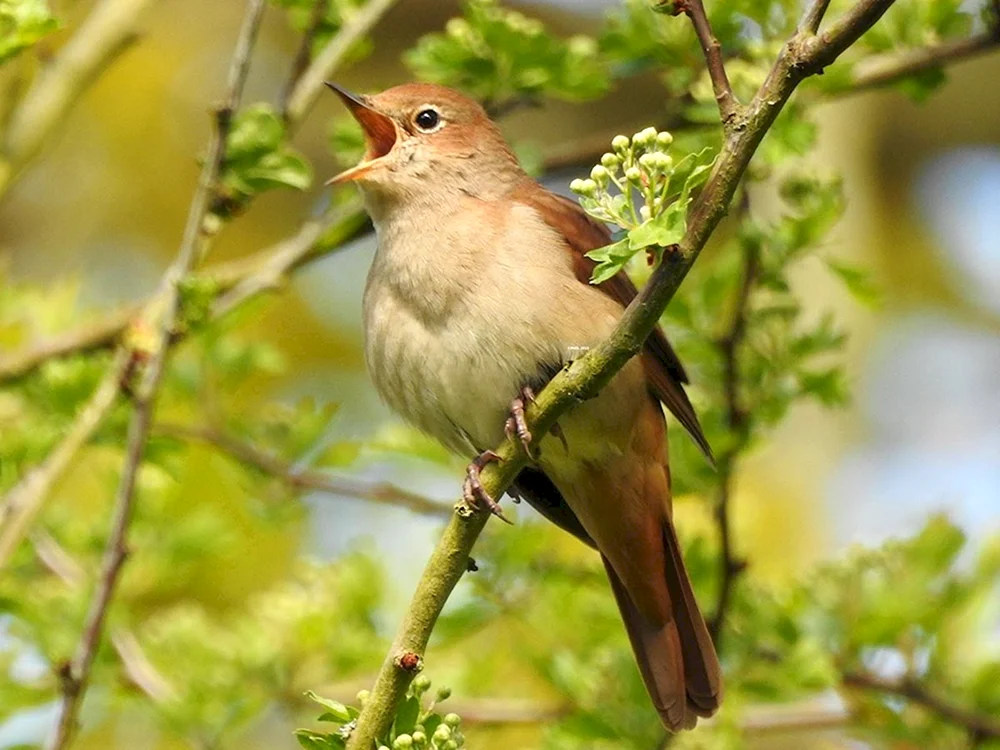 Laubsänger Zugvogel