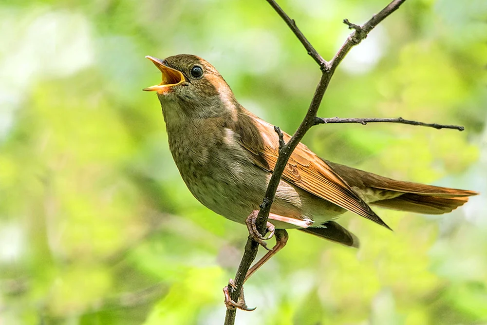 Laubsänger Zugvogel