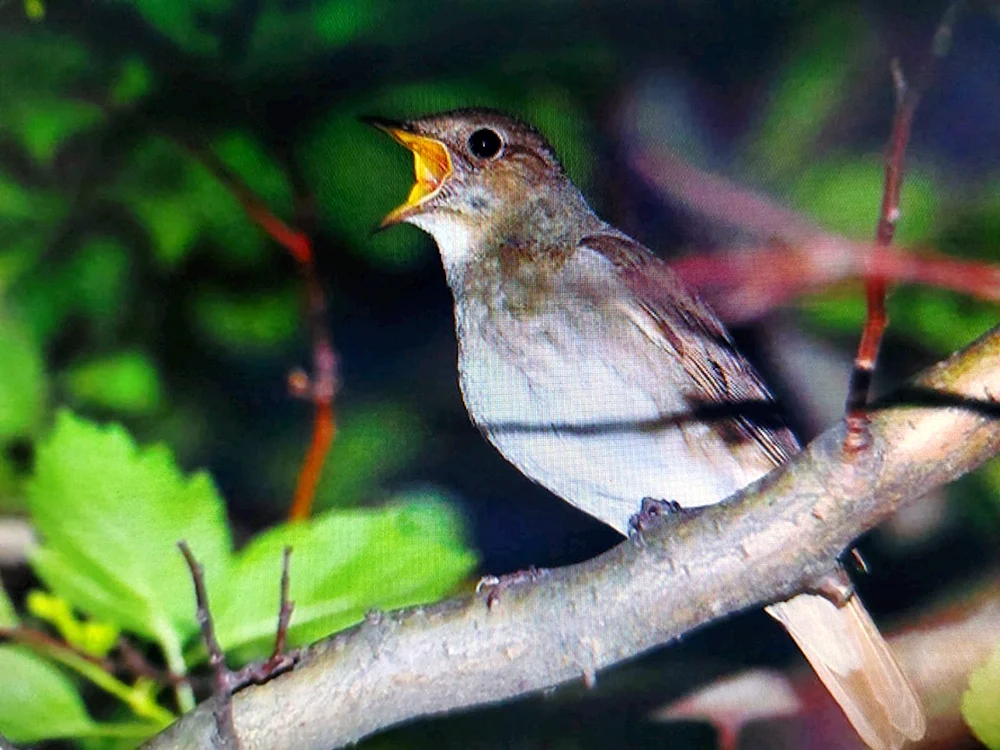 Waldsänger Vogel