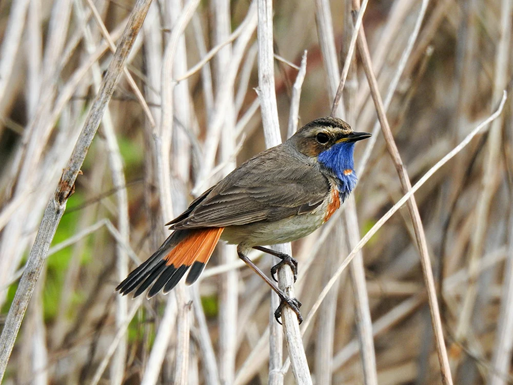 Mandarinente weiblich