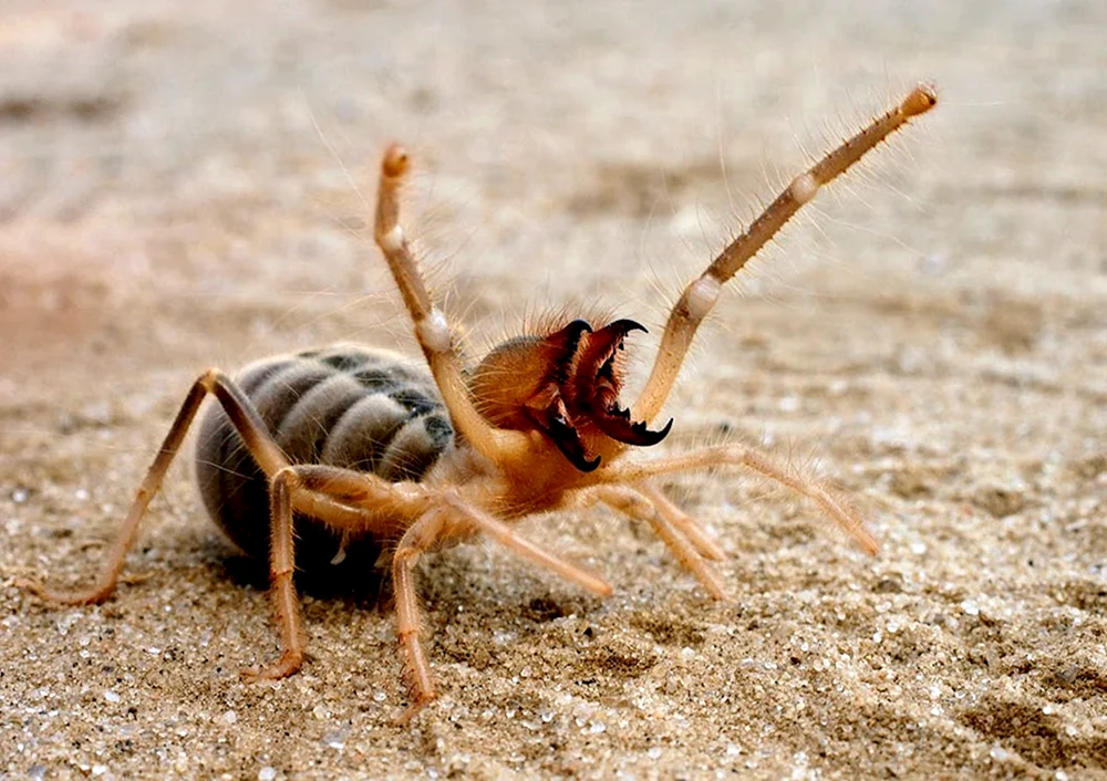 Solpuga phalanx spider