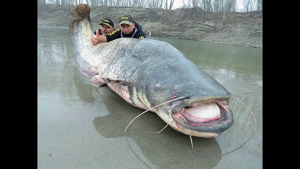Goldfisch 30kg