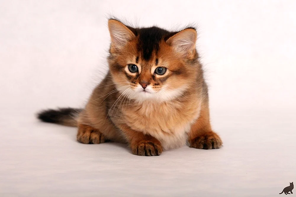 Somali-Katze