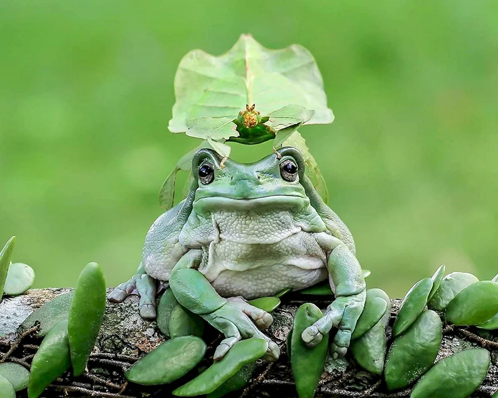 Bufo's Frosch