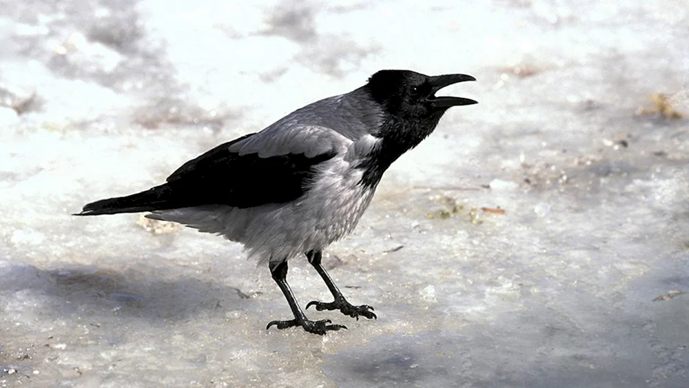 Drei Krähen