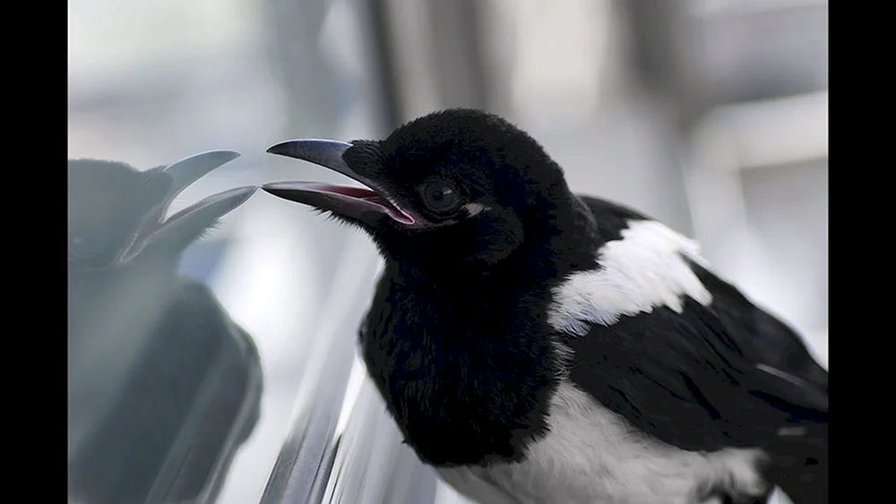 Graue Krähe Vogel