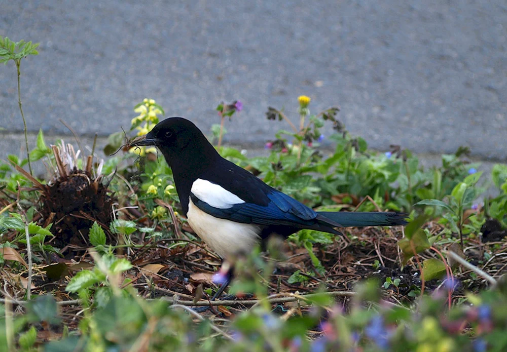 Graue Krähe Vogel