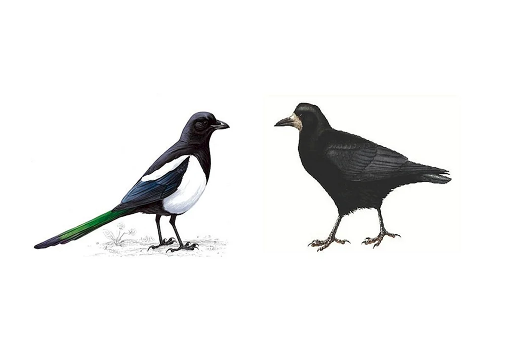 Krähe