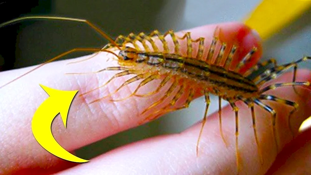 Bettwanze Cimex lectularius