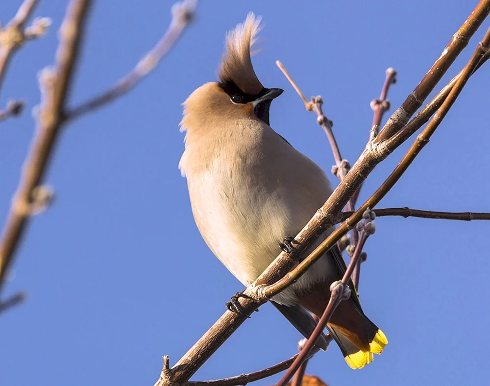 Grauer Schopfvogel in der Region Moskau