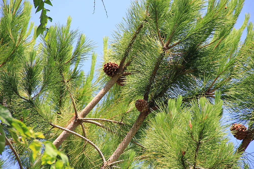 Pinus Kiefer Krone Habitus