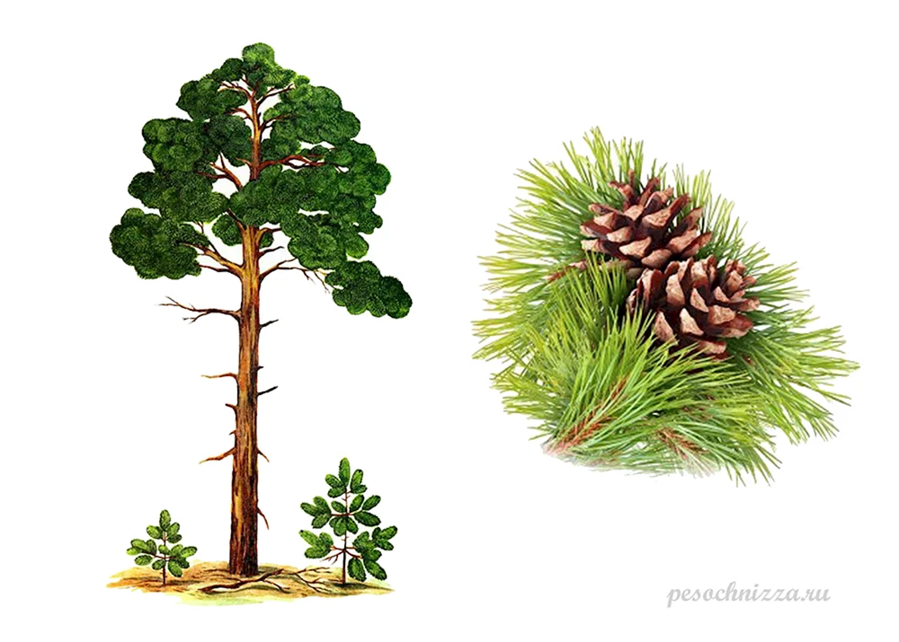 Pinus wallichiana Excelsa