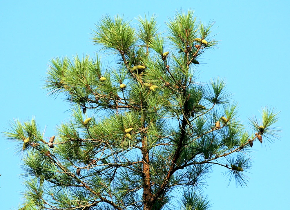 Italienische Kiefer Pinus pinea Zapfen