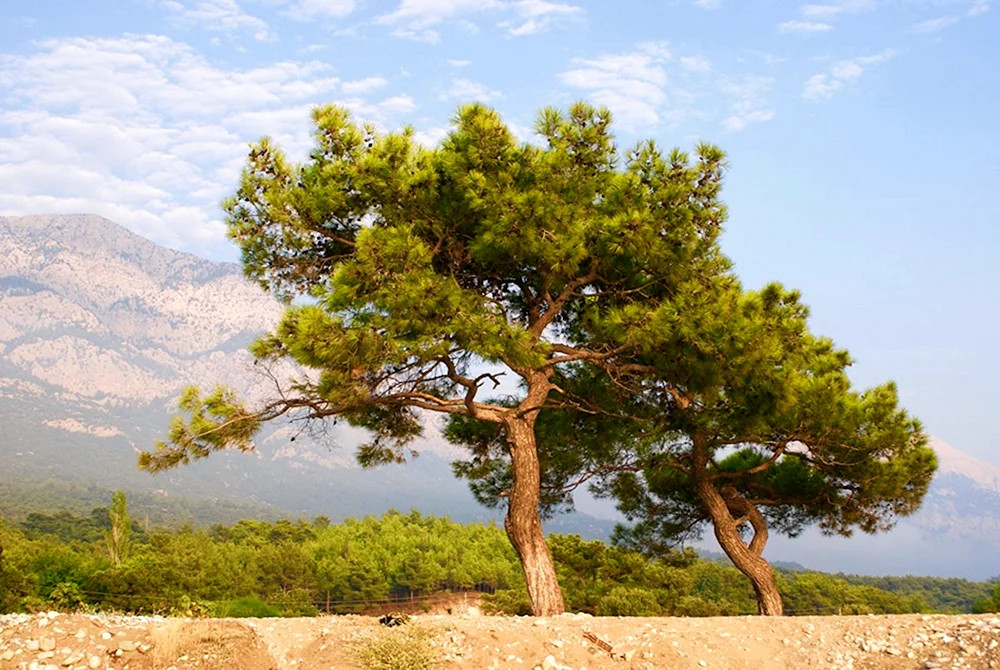 Gewöhnliche Kiefer Pinus sylvestris