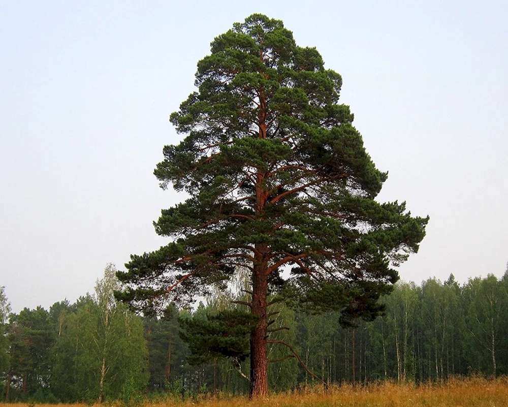 Pinus Sylvestris