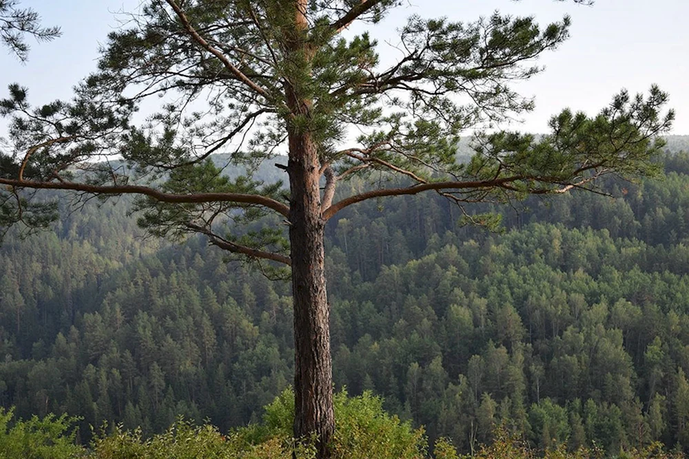 Pinus sylvestris