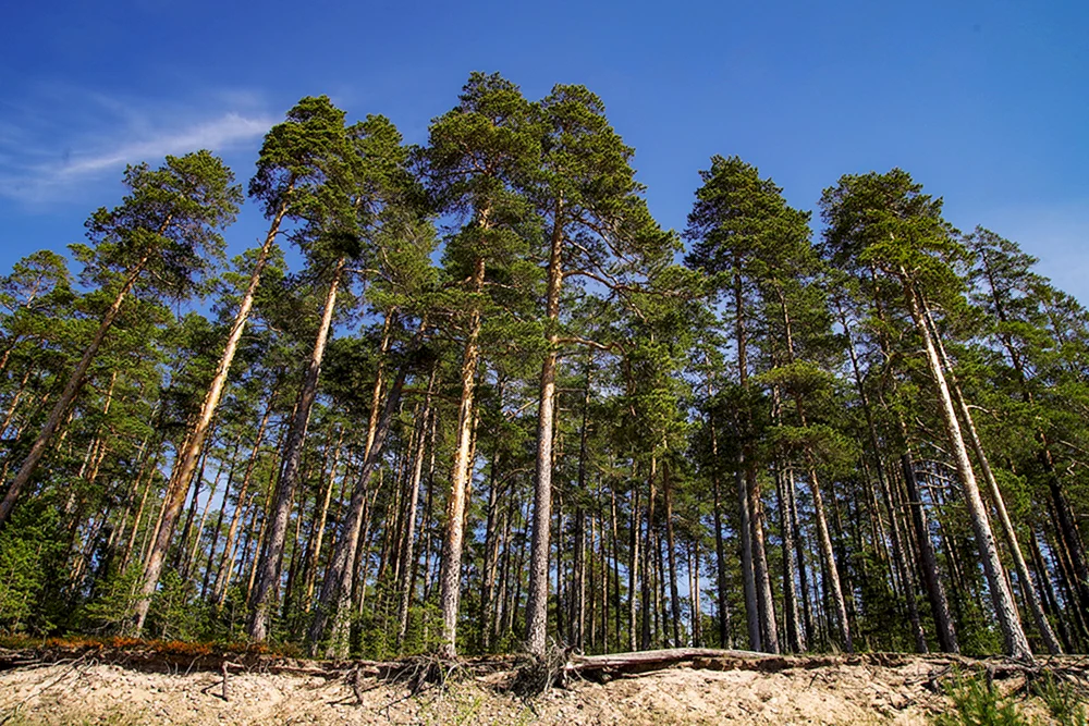 Gebräuchliche Kiefer Habitus