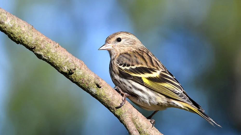 Überwinterungsvogel