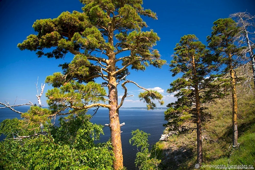 Kiefern Samara Gebiet Samara