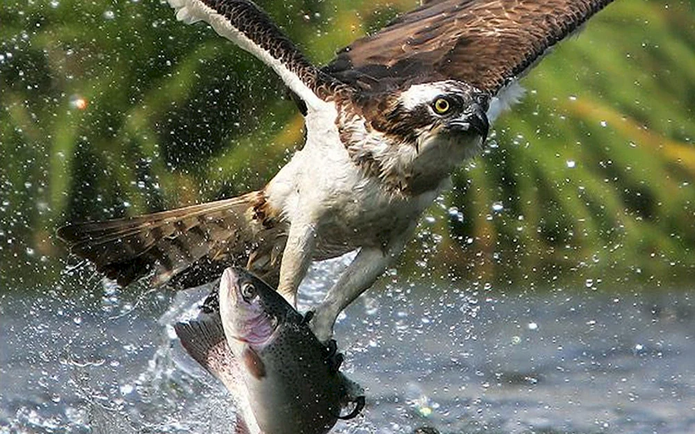 Vogelfischer