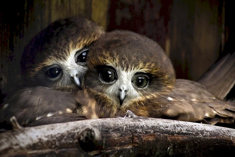 Yuynya Owl