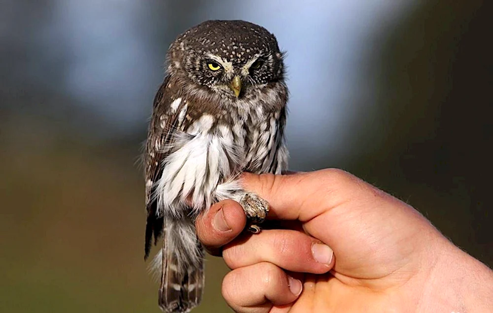 Neuschottland Tengmalm's Owl.
