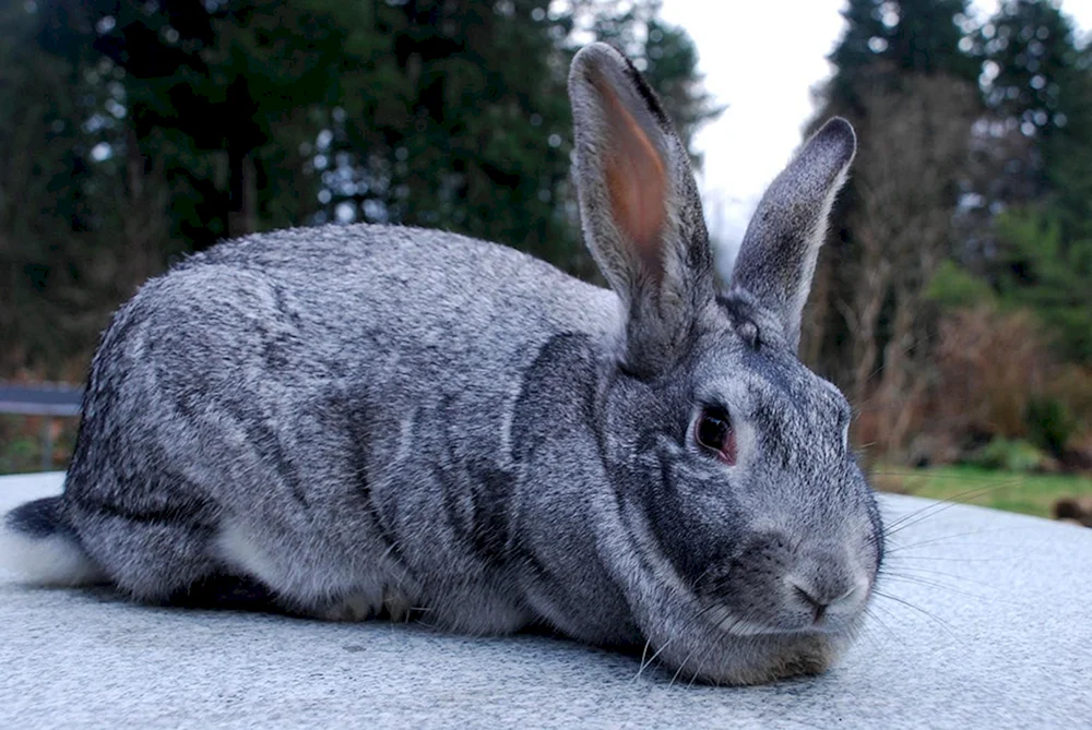 Sowjetische Chinchillakaninchen