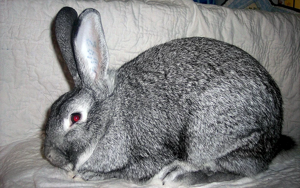 Riesenchinchilla-Kaninchen