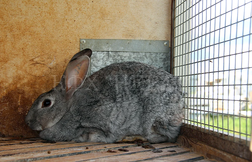 Sowjetische Chinchilla-Kaninchen