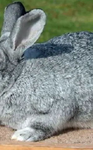 Sowjetische Chinchillakaninchen