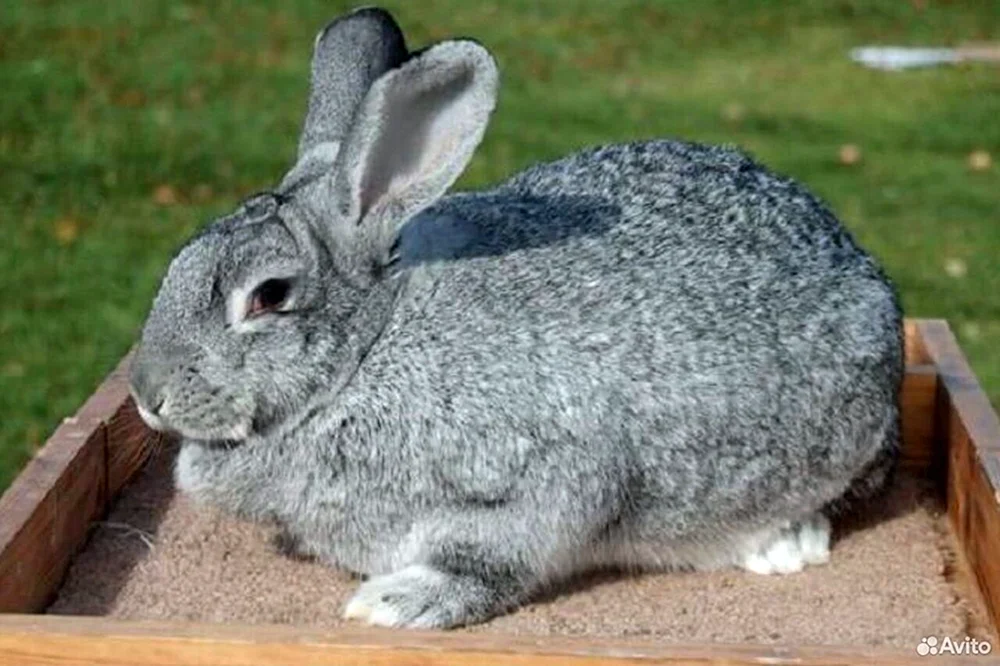 Sowjetische Chinchillakaninchen