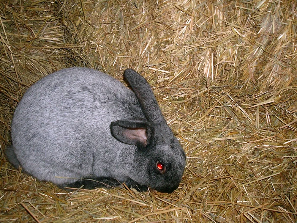 Sowjetisches Chinchillakaninchen