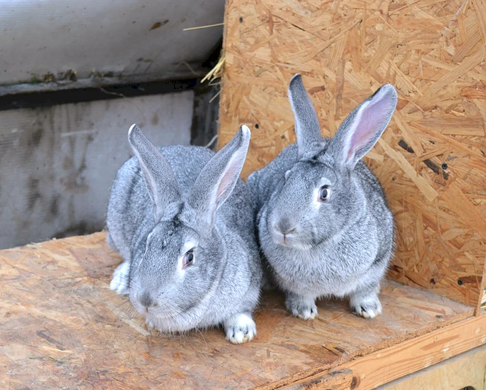 Sowjetisches Chinchillakaninchen