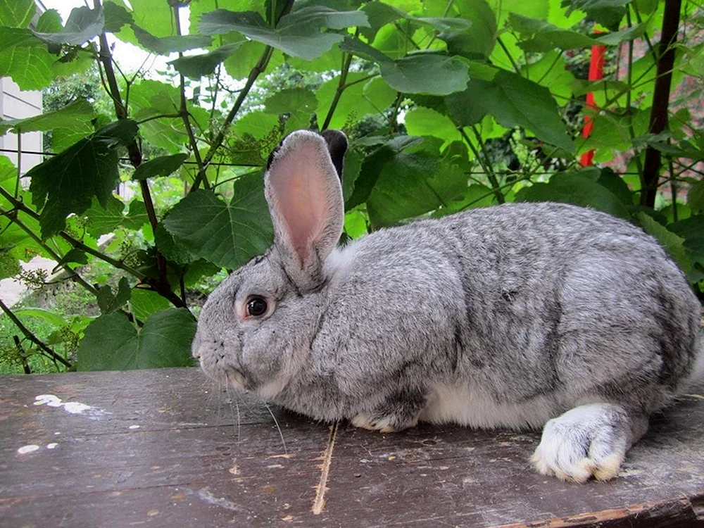Sowjetische Chinchillakaninchen