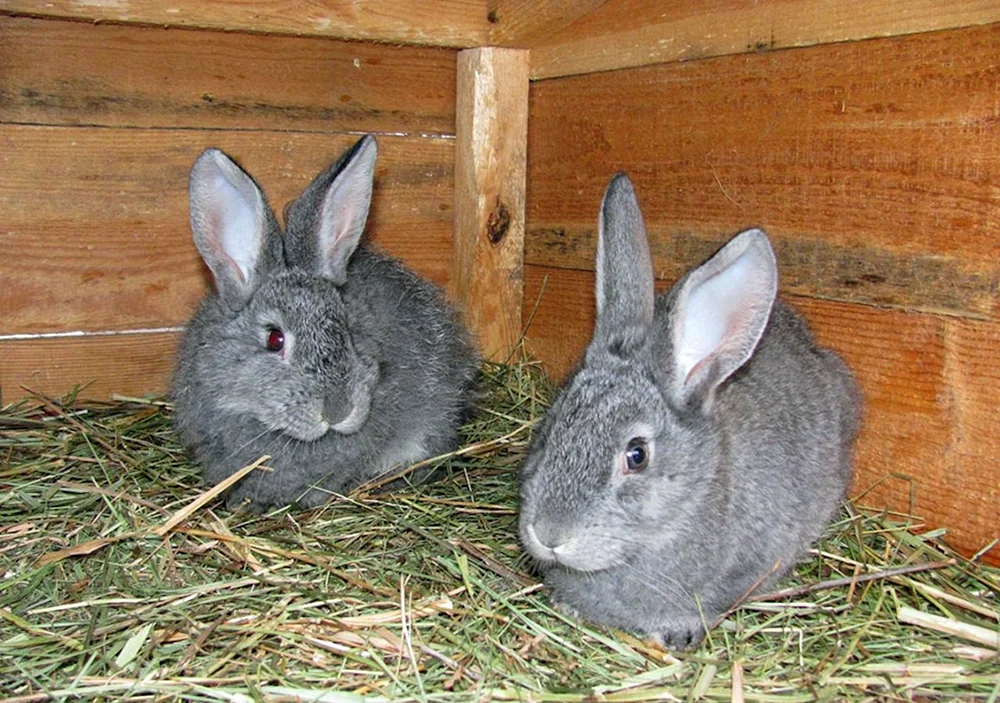 Sowjetische Chinchilla-Kaninchen