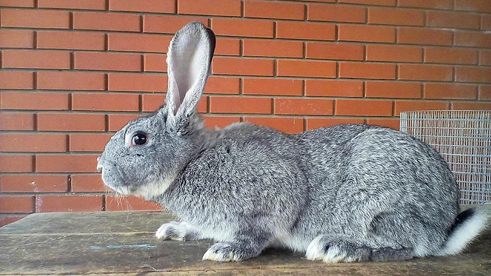 Sowjetische Chinchilla-Kaninchen
