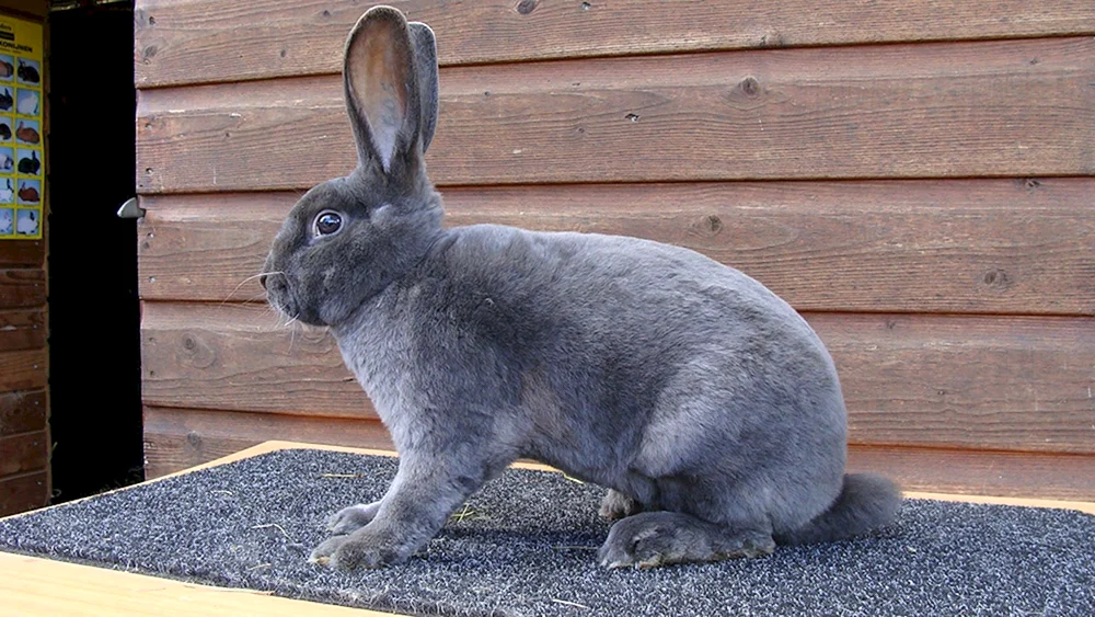 Sowjetische Chinchilla-Kaninchen Kaninchen