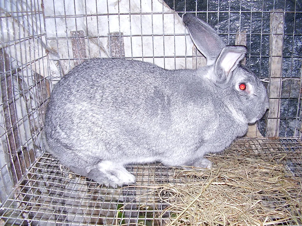 Riesenchinchilla-Kaninchen