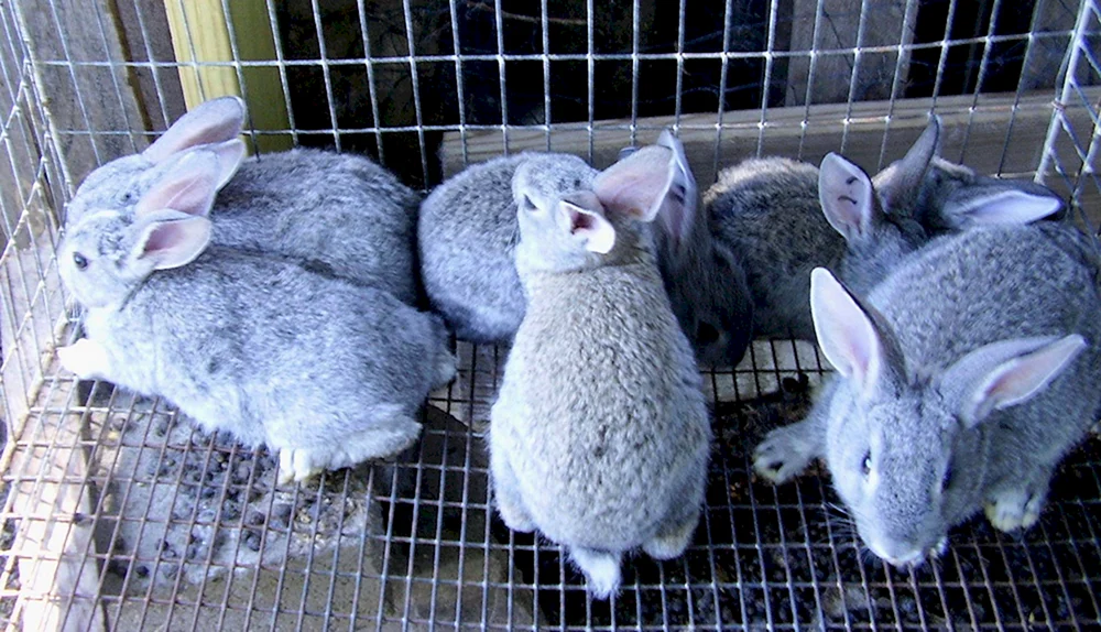 Riesenchinchilla-Kaninchen