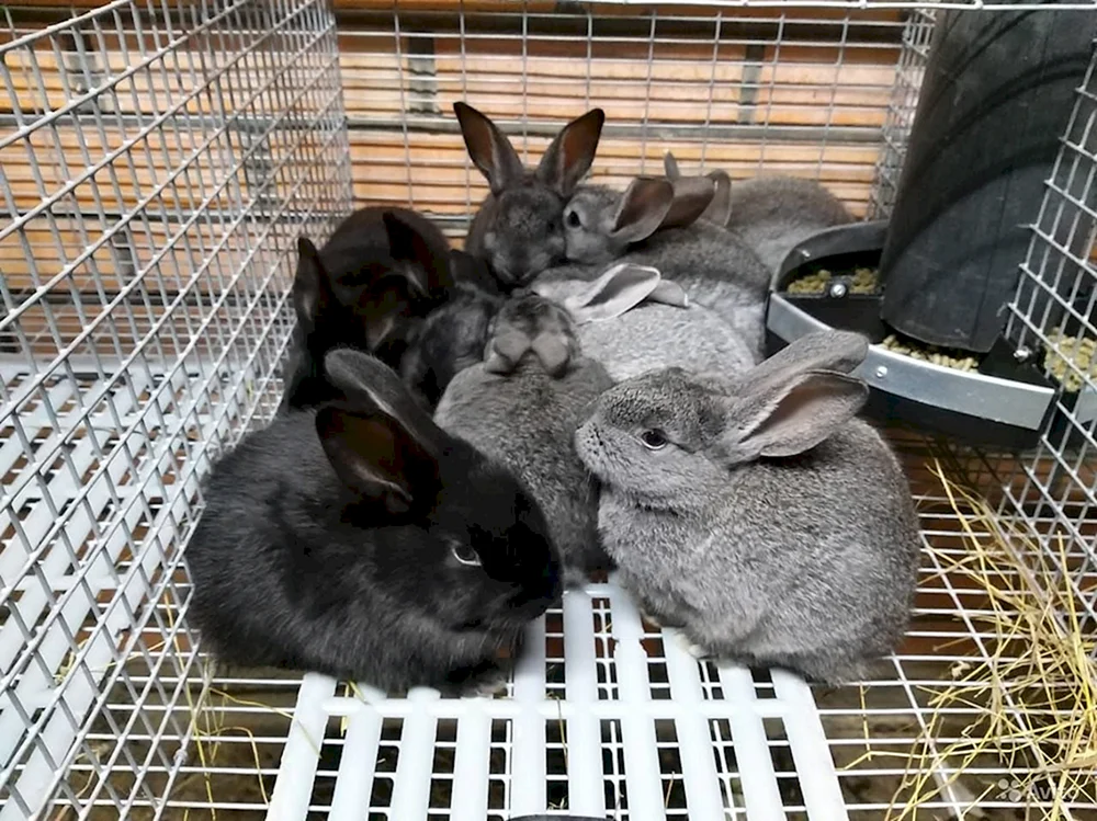 Sowjetisches Chinchilla-Kaninchen