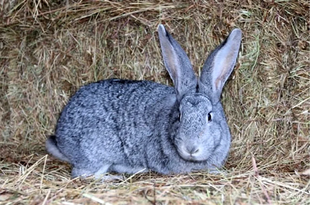 Chinchilla-Kaninchen Riesenkaninchen