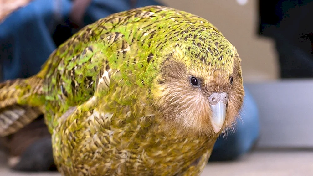 Eisvogel