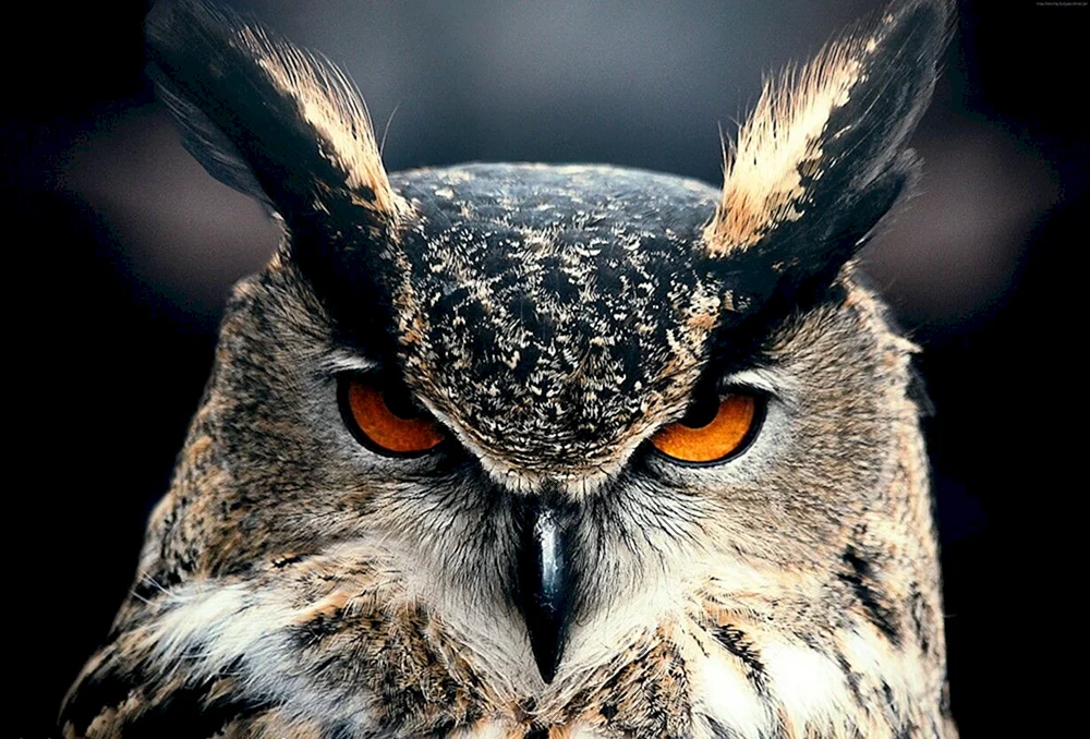 Bubo Bubo