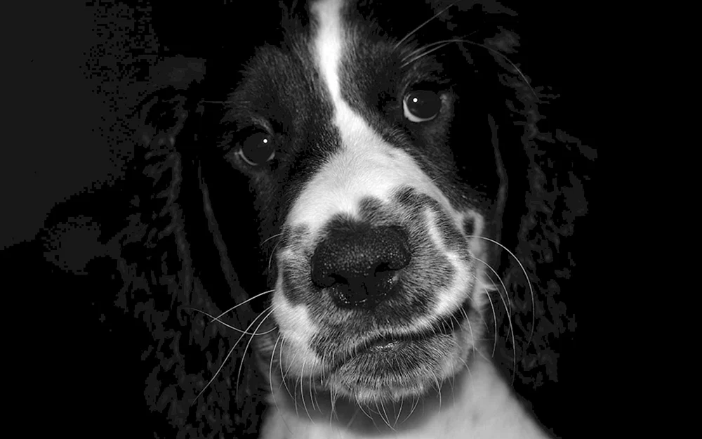 Amerikanischer Spaniel