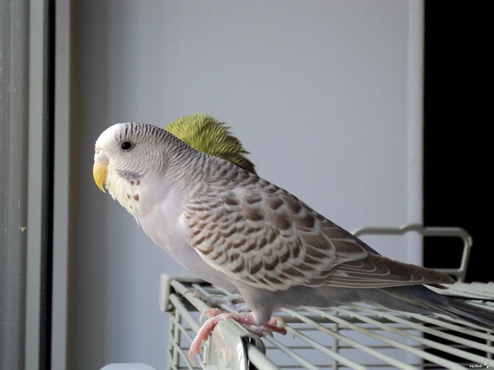 Spangled Opaline