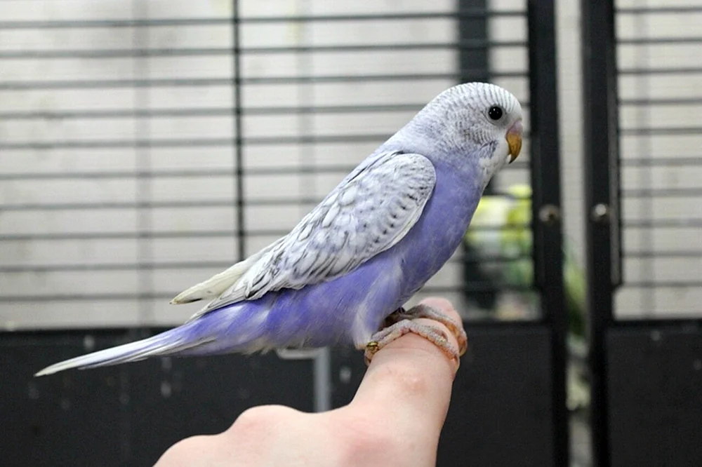 Opal gesprenkeltes gewelltes Papagei
